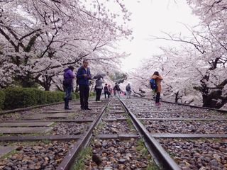 sakura.jpg