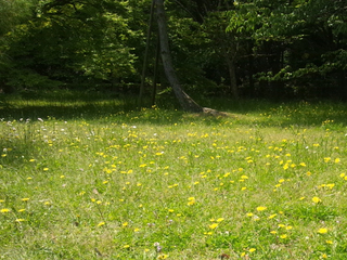 tanpopo2.jpg